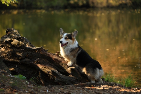 Чемпион производитель - Тамерлан - 1
