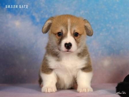 Щенки Вельш Корги Пемброк от Проши и Ювиты 2025 года - Билли Багд
