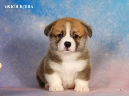 Щенки Вельш Корги Пемброк от Проши и Ювиты 2025 года - Бьюти Брина