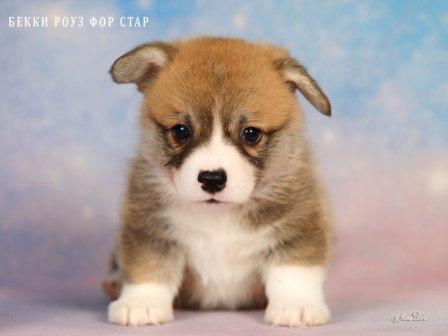 Щенки Вельш Корги Пемброк от Проши и Ювиты 2025 года - Бэкки Роуз Фор Стар