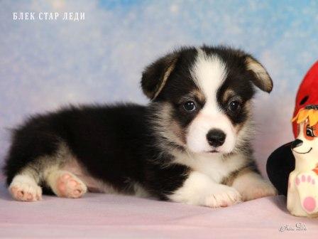 Щенки Вельш Корги Пемброк от Проши и Ювиты 2025 года - Блэк Стар Леди