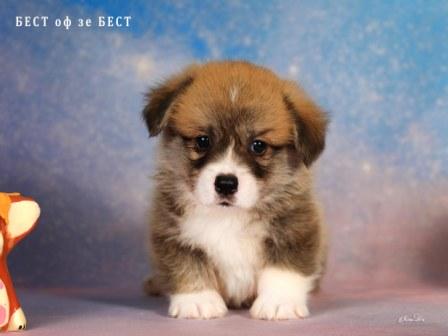 Щенки Вельш Корги Пемброк от Проши и Ювиты 2025 года - Бест Оф Зе Бест