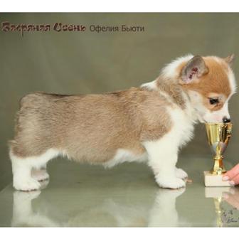 Офелия Бьюти-2. Щенки питомника Багряная осень. 