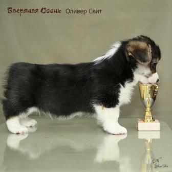 Оливер Свит. Щенки питомника Багряная осень.