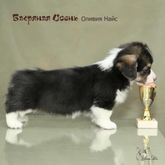 Оливия Найс. Щенки питомника Багряная осень.