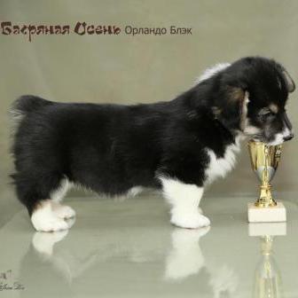 Орландо Блэк. Щенки питомника Багряная осень.