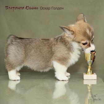 Оскар Голден. Щенки питомника Багряная осень.