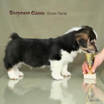 Остин Пауэр. Щенки питомника Багряная осень.