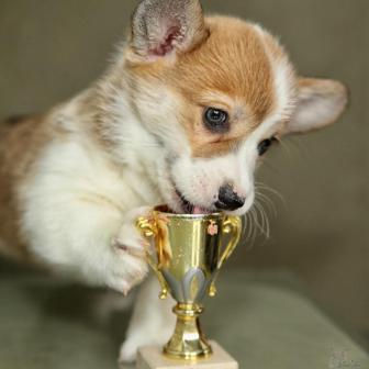 Офелия Бьюти. Щенки питомника Багряная осень. 