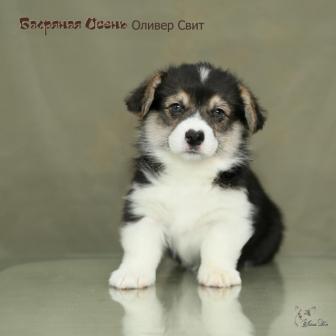Оливер Свит-2. Щенки питомника Багряная осень.