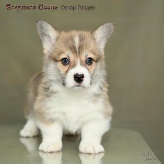 Оскар Голден-2. Щенки питомника Багряная осень.