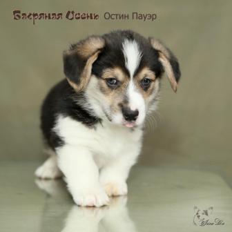 Остин Пауэр-2. Щенки питомника Багряная осень.