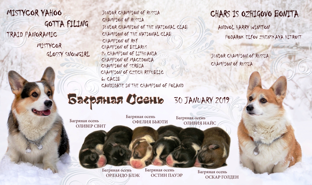 Презентация помета Тамерлан-Бонита. Багряная осень.