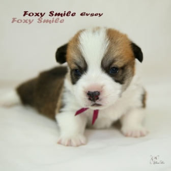 Щенки Тамерлан - Есения помета 2019 года. Багряная осень. 1