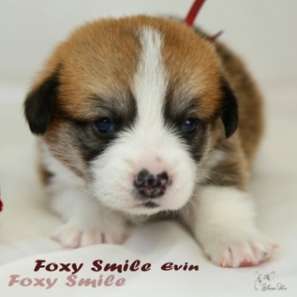 Щенки Тамерлан - Есения помета 2019 года. Багряная осень. 2