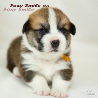 Щенки Тамерлан - Есения помета 2019 года. Багряная осень. 3