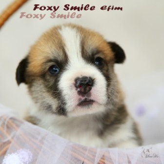 Щенки Тамерлан - Есения помета 2019 года. Багряная осень. 4