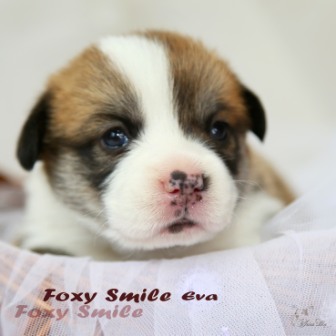 Щенки Тамерлан - Есения помета 2019 года. Багряная осень. 5