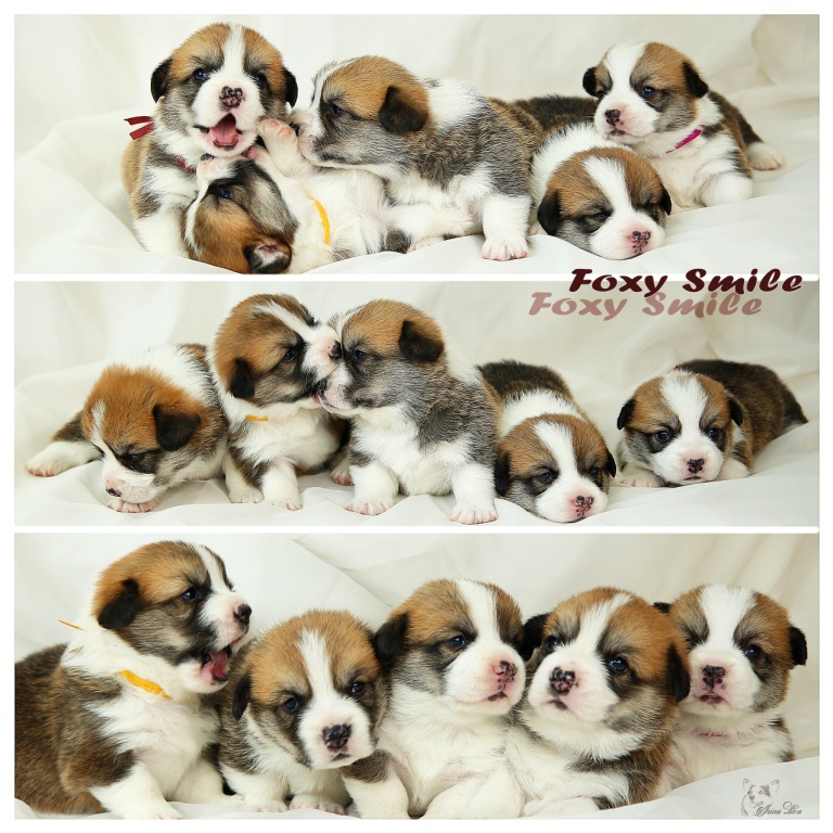 Щенки Тамерлан - Есения помета 2019 года. Багряная осень.