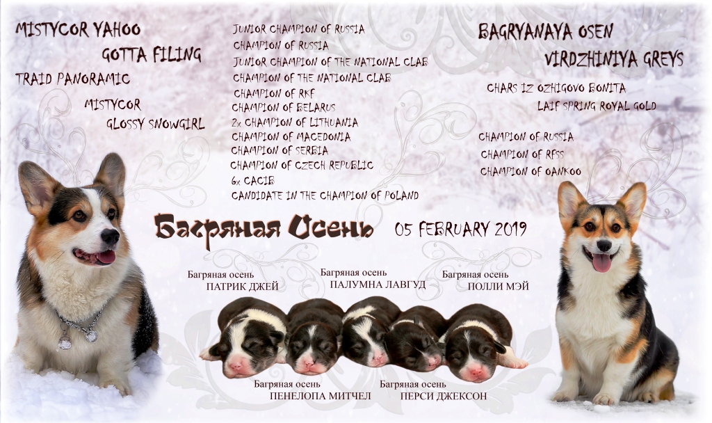 Презентация помета Таерлан-Грэйси. Багряная осень.