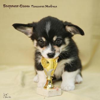 Щенки Вельш Корги Пемброк 2019 года 1.