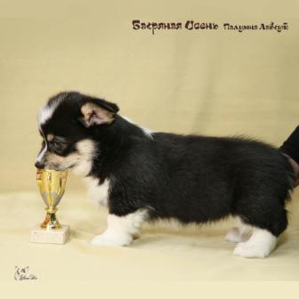 Щенки Вельш Корги Пемброк 2019 года 3.