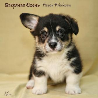 Щенки Вельш Корги Пемброк 2019 года 8.