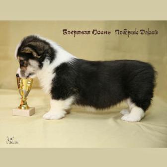 Щенки Вельш Корги Пемброк 2019 года 5.