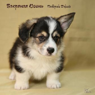 Щенки Вельш Корги Пемброк 2019 года 6.