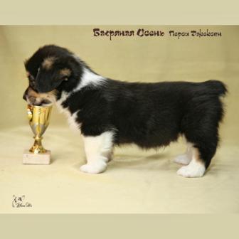 Щенки Вельш Корги Пемброк 2019 года 7.