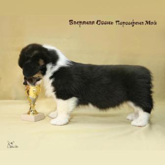 Щенки Вельш Корги Пемброк 2019 года 9.