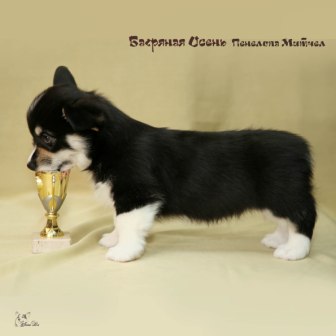 Щенки Вельш Корги Пемброк 2019 года 2.