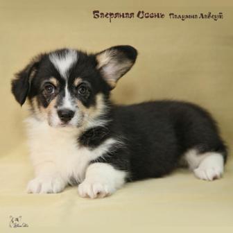 Щенки Вельш Корги Пемброк 2019 года 4.