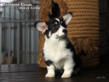 shaini page IMG 2944