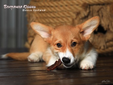 shanel bridgit IMG 2930