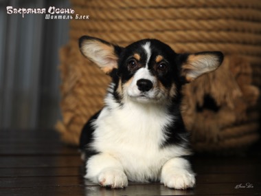 shantal black IMG 2907