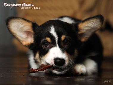 shantal black IMG 2917