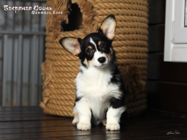 shantal black IMG 2924