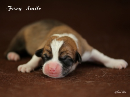 Купить щенки Корги 2020 года от пары Тамерлан-Есения 1.