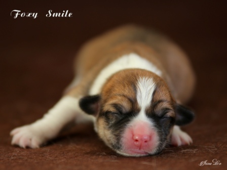 Купить щенки Корги 2020 года от пары Тамерлан-Есения 2.