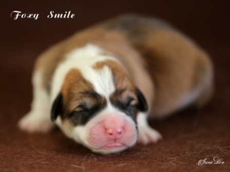 Купить щенки Корги 2020 года от пары Тамерлан-Есения 3.