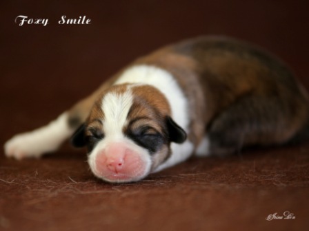 Купить щенки Корги 2020 года от пары Тамерлан-Есения 4.