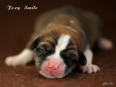 Купить щенки Корги 2020 года от пары Тамерлан-Есения 5.