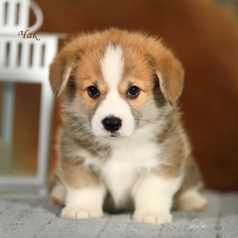 Щенки Вельш Корги Пемброк помета Шелби-Ежевика 2022 года 1.