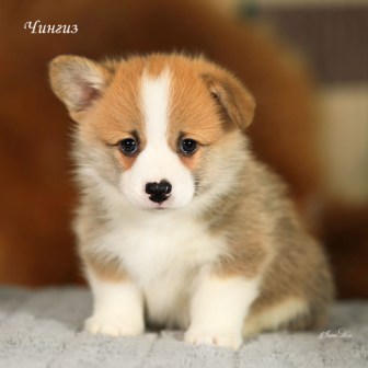 Щенки Вельш Корги Пемброк помета Шелби-Ежевика 2022 года 2.