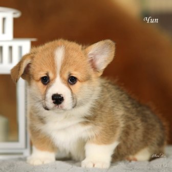 Щенки Вельш Корги Пемброк помета Шелби-Ежевика 2022 года 3.