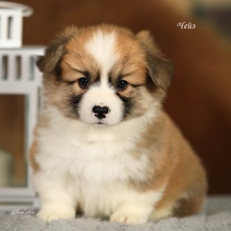 Щенки Вельш Корги Пемброк помета Шелби-Ежевика 2022 года 4.