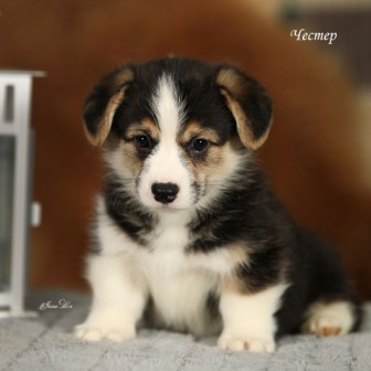 Щенки Вельш Корги Пемброк помета Шелби-Ежевика 2022 года 5.