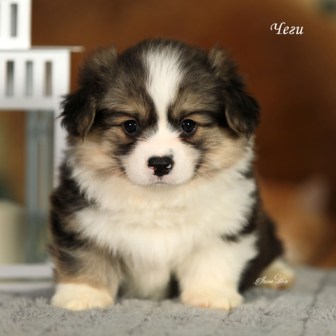 Щенки Вельш Корги Пемброк помета Шелби-Ежевика 2022 года 6.