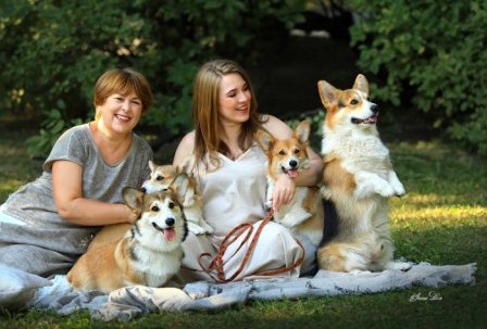 Аренда Вельш Корги Пемброк в Багряной осени -1